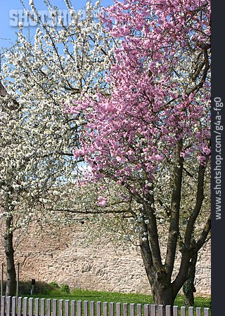 
                Frühling, Baumblüte                   