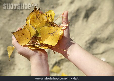 
                Blatt, Laub, Herbstlaub, Pappelblatt, Baumblatt, Pappellaub                   