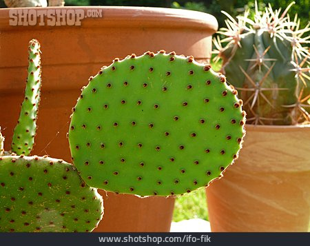 
                Kaktus, Kakteengewächs                   