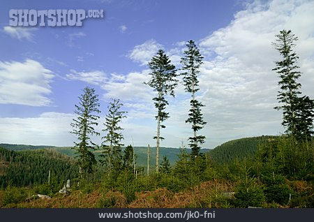 
                Wald, Forstwirtschaft, Schwarzwald, Forst                   