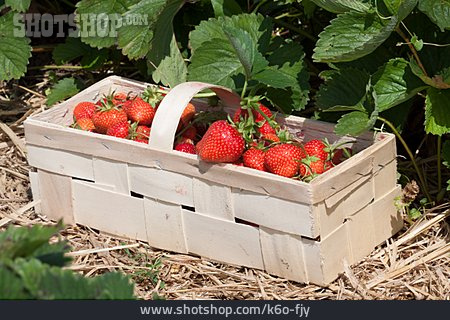 
                Erdbeere, Erdbeerernte                   
