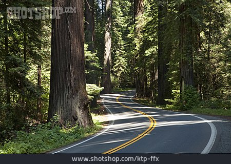 
                Straße, Küstenmammutbaum, Humboldt Redwoods State Park                   