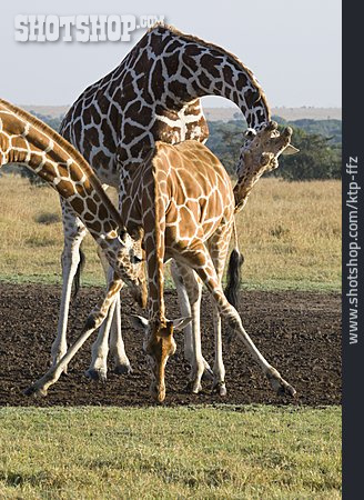 
                Tierfamilie, Giraffe, Netzgiraffe                   