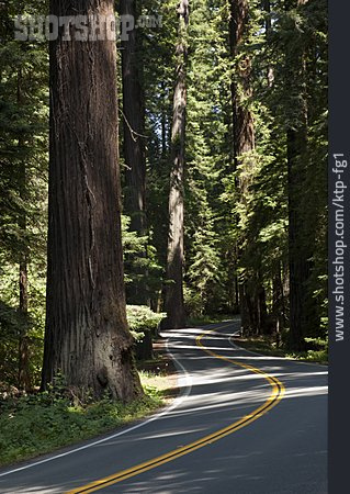 
                Küstenmammutbaum, Humboldt Redwoods State Park                   