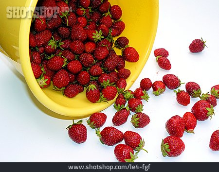 
                Erdbeeren, Erdbeerernte                   