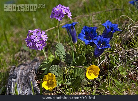
                Alpenblume, Gebirgspflanze                   