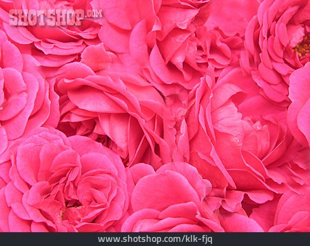 
                Hintergrund, Rose, Blüte, Pink, Blütenblatt, Floral                   