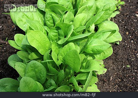 
                Spinat, Gemüsegarten                   