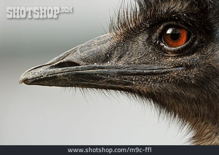 
                Vogel, Schnabel, Emu, Großer Emu                   