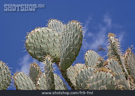
                Kaktus, Feigenkaktus                   
