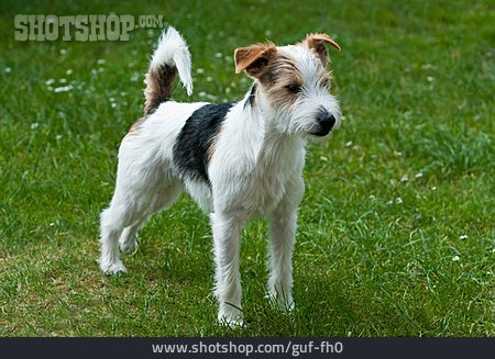 
                Hund, Jack Russell Terrier                   