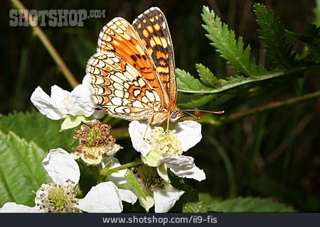 
                Schmetterling, Wachtelweizen-scheckenfalter                   