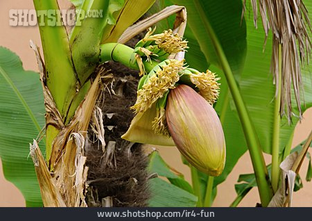 
                Bananenstaude, Bananenpflanze                   