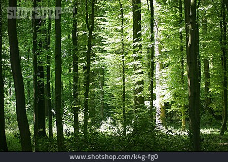 
                Wald                   