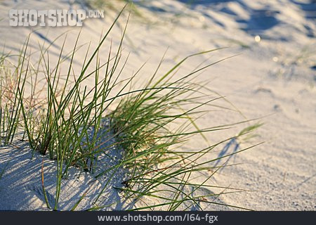 
                Sand, Gräser                   