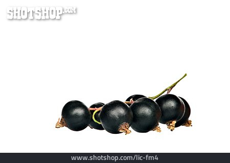 
                Beerenfrucht, Johannisbeere, Schwarze Johannisbeere                   