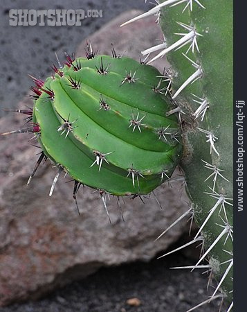 
                Kaktus, Säulenkaktus                   