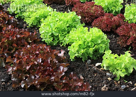 
                Salad, Oak Leaf, Leaf Lettuce, Lettuce                   