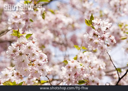 
                Kirschblüte, Kirschbaum, Frühling                   