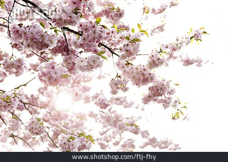 
                Kirschblüte, Frühling, Obstblüte                   