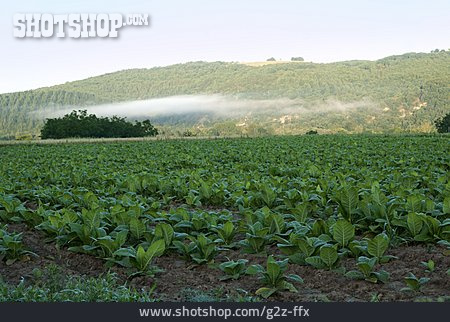 
                Tabakpflanze, Tabakfeld, Tabakanbau                   