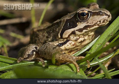 
                Moor Frog                   