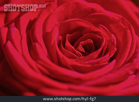 
                Rosenblüte, Rote Rose                   