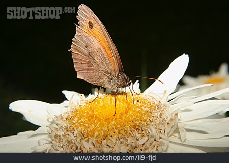 
                Schmetterling, Kleines Wiesenvögelchen                   