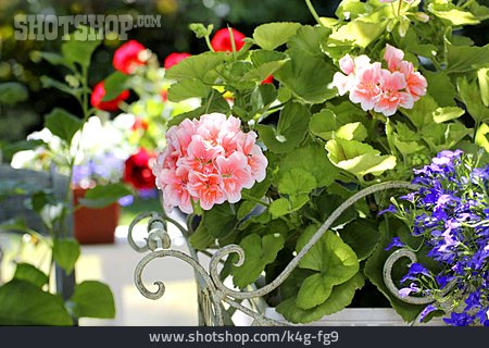 
                Geranie, Balkonpflanze, Blumendekoration                   