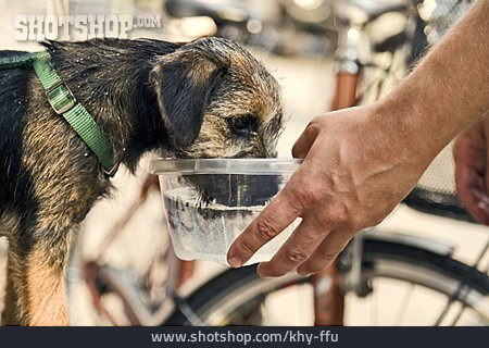 
                Durstig, Border Terrier                   