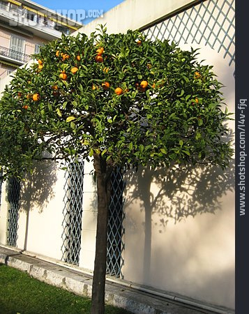 
                Orangenbaum                   