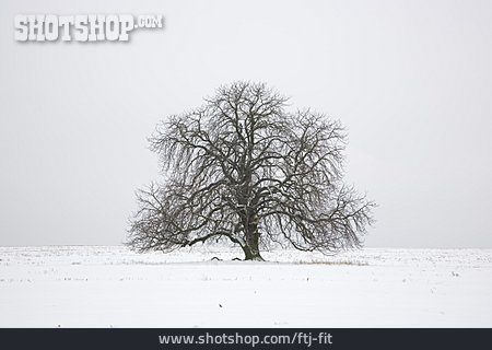 
                Winter, Kastanie, Kahl                   