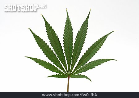
                Cannabis, Marihuana, Hanfblatt                   