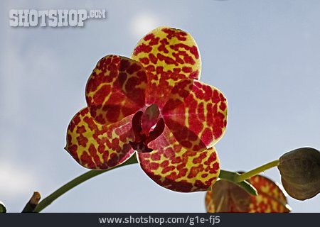 
                Orchideenblüte, Nachtfalterorchidee                   
