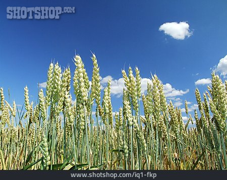 
                Weizen, Getreidefeld                   