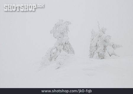 
                Winterlandschaft, Nebel, Verschneit                   
