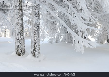 
                Schnee, Verschneit, Nadelwald, Frost                   
