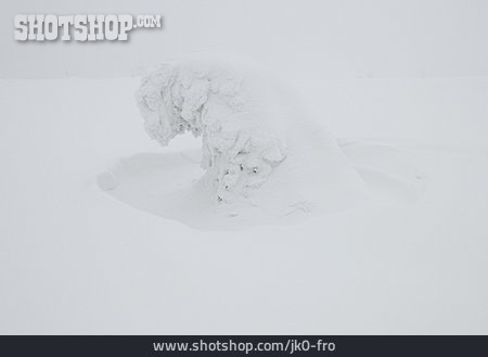 
                Nadelbaum, Verschneit, Schneedecke                   