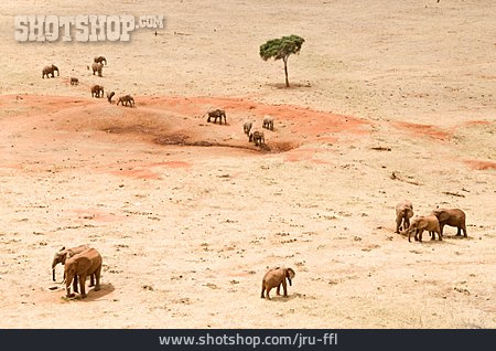 
                Herd, Elephant                   