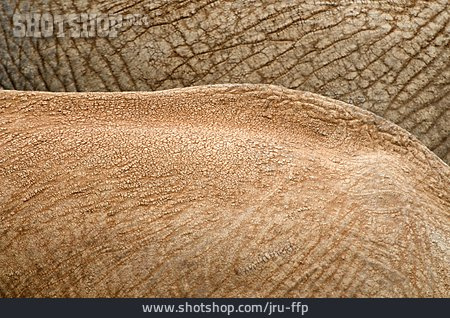 
                Hintergrund, Elefantenhaut                   