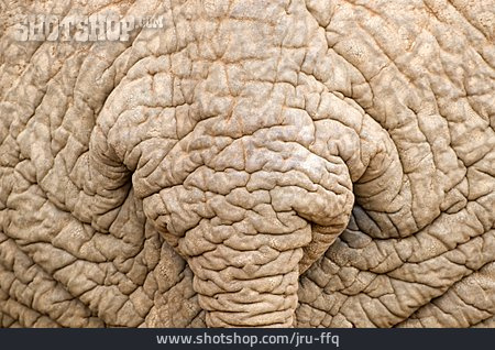 
                Elefantenhaut                   