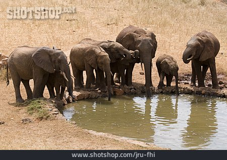 
                Elefant, Elefantenherde                   