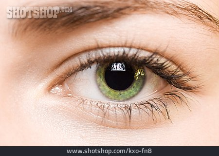 
                Auge, Menschliches Auge                   