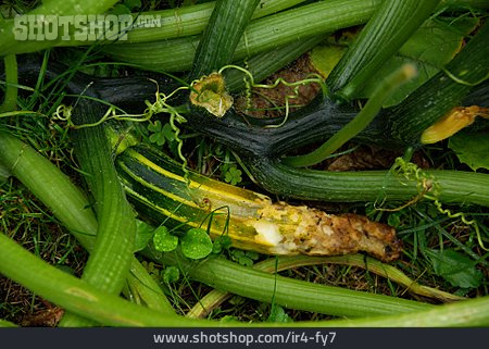 
                Zucchini, Verfault, Ernteausfall                   