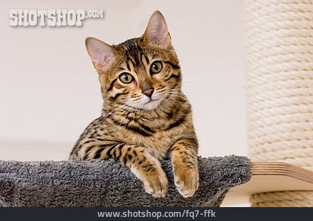 
                Katze, Bengalkatze                   