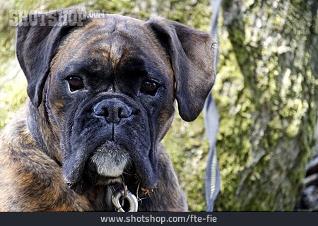 
                Hund, Deutscher Boxer                   