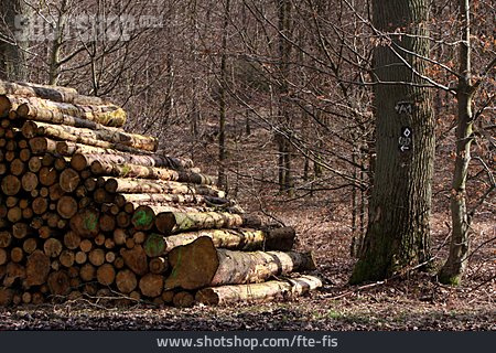 
                Holzstapel, Forstwirtschaft                   