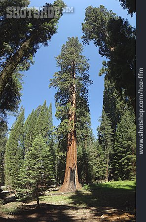 
                Küstenmammutbaum, Humboldt Redwoods State Park                   