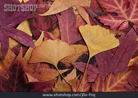 
                Herbstlaub, Blattfärbung, Gingkoblatt                   