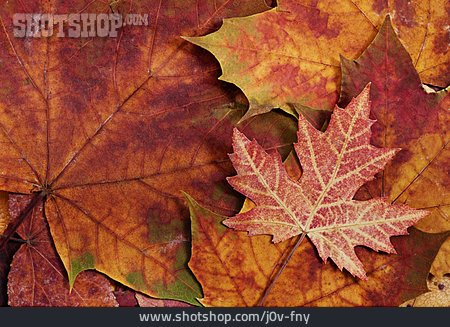 
                Herbstlaub, Ahornblatt, Blattfärbung                   